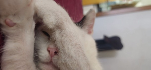 A cat asleep